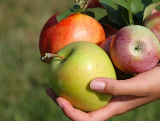 Ученые обнаружили новые свойства яблок